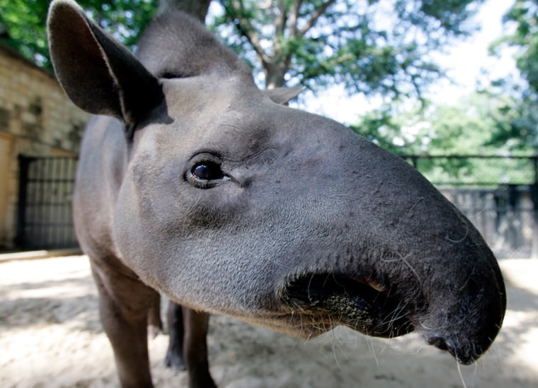 Image: George, a 38 year old Tapir