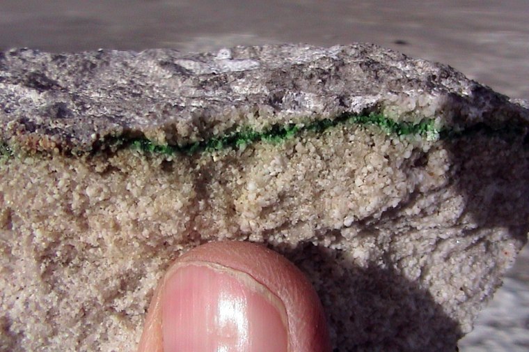 This photo released by University of Colorado at Boulder shows scientist Jeffrey Walker pointing to a green band within a chunk of sandstone-like rock he found in 2003, in the Norris Geyser Basin in Yellowstone National Park, Wyoming. An analysis determined that a green band was caused by a new species of photosynthetic microbes in the cyanidium group. NASA's Phoenix lander is looking for conditions near Mars' north pole that could support primitive life similar to extreme life on Earth. (AP Photo/University of Colorado at Boulder)
