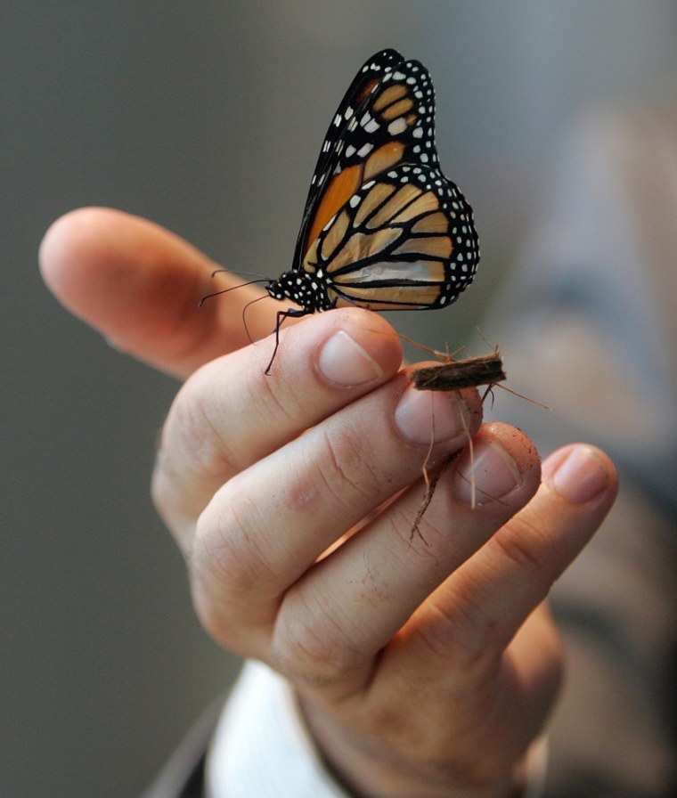 A butterfly, held by Thomas Frese of the Audubon Insectarium, is just one of 35,000 live residents at New Orleans' bughouse.