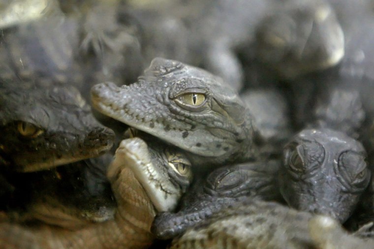 Image: Nile crocodiles