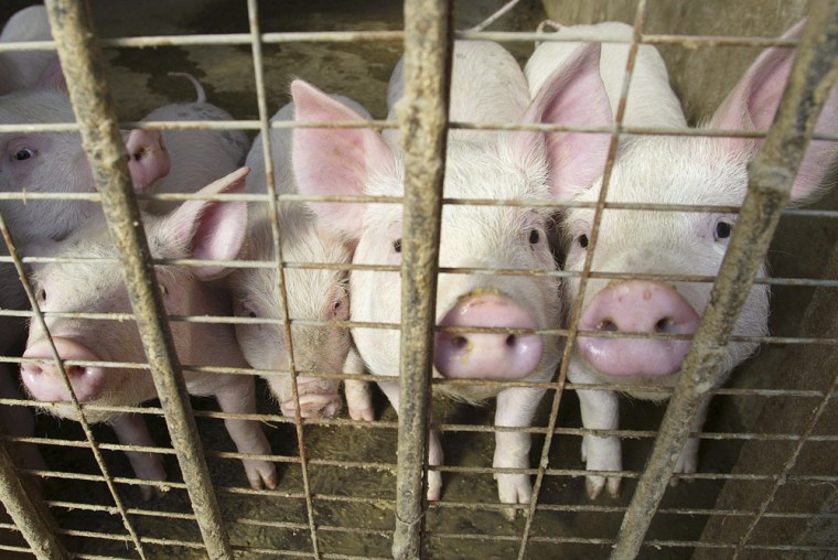 Image: Piglets are seen at a hog pen in Shenyang