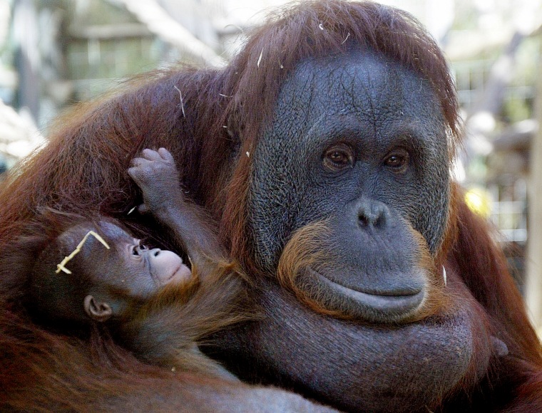 Image: Orangutans
