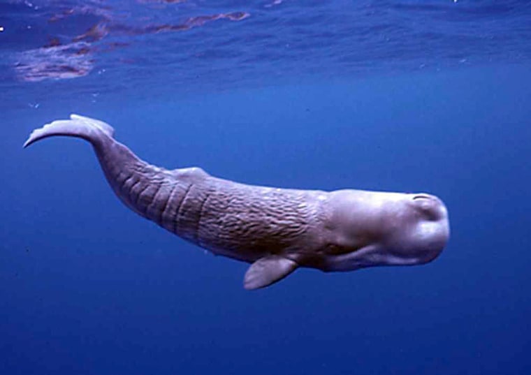 Image: A sperm whale calf