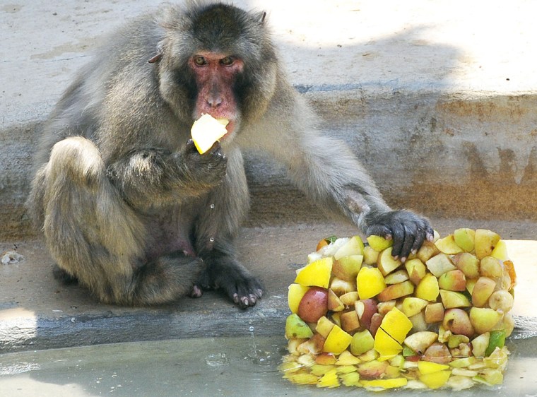 Image: A macaque of the Bioparco zoo in Rome eats frozen fruit