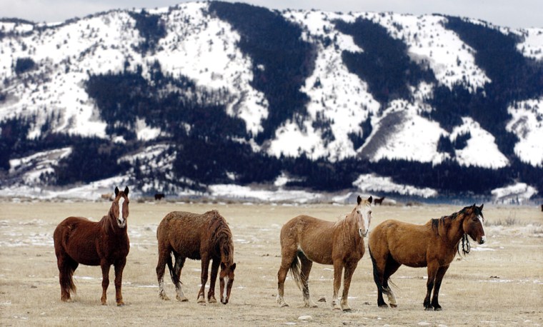 Image: Wild horses
