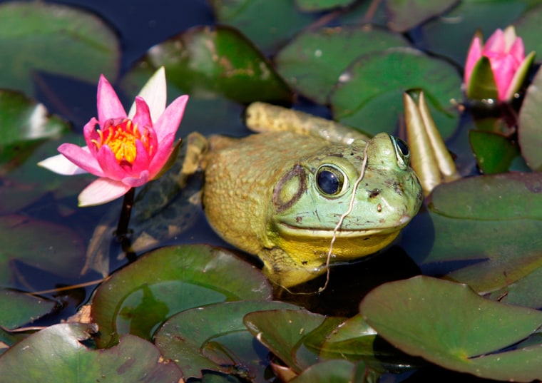 Image: Bronx frog