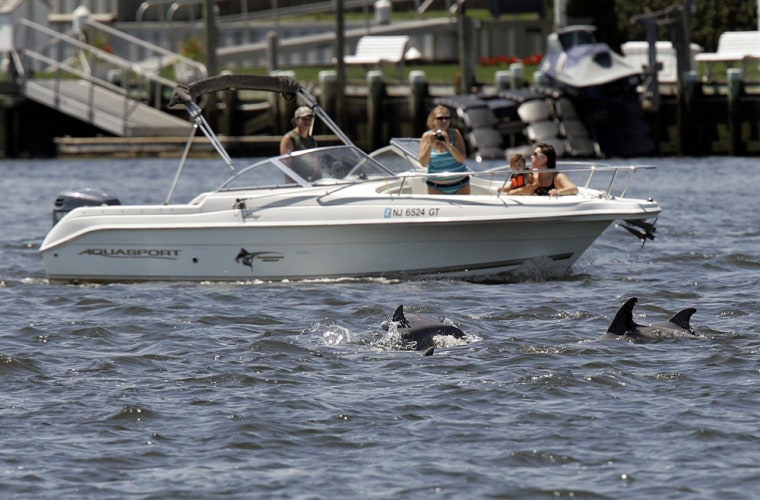 image: Dolphins swim in the Shrewsbury River in Sea Bright, N.J.