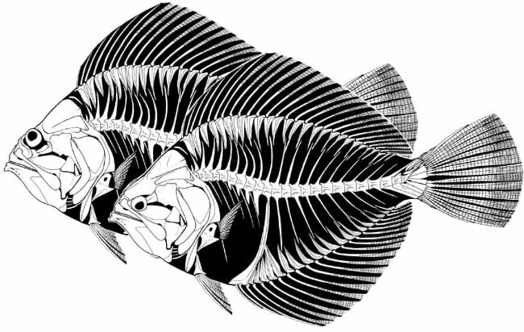 Image: Fish illustration
