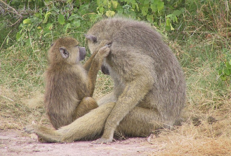 Image: Grooming baboons