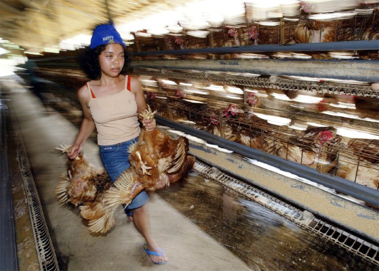 INDONESIAN FARMER CARRIES CHICKENS AT A POULTRY FARM IN BALI