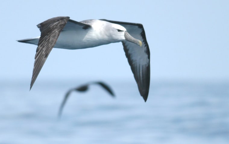Some two dozen juvenile Shy Albatrosses like this one will race to raise money and awareness for protecting their peers from a fishing practice called longlining.