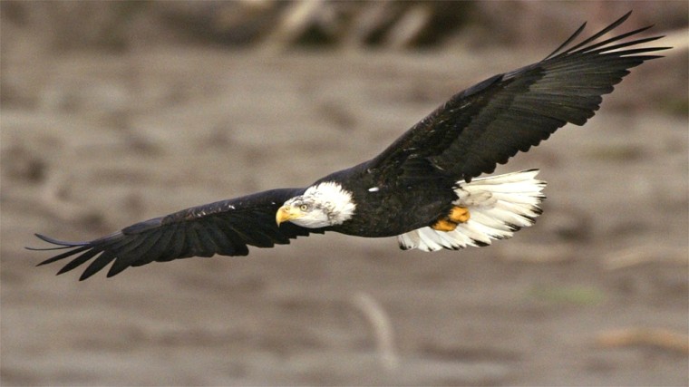 BALD EAGLE