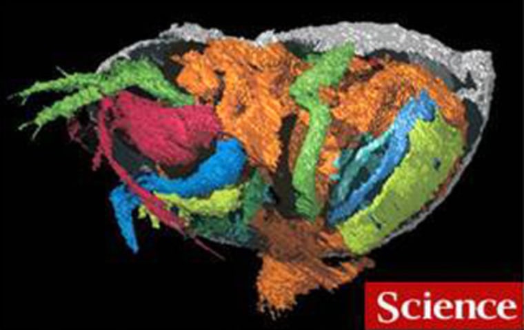 Soft organs of a tiny crustacean are indicated by different colors in this virtual reconstruction of the fossil. The creature's copulatory organ is a shadowy orange part toward the bottom.