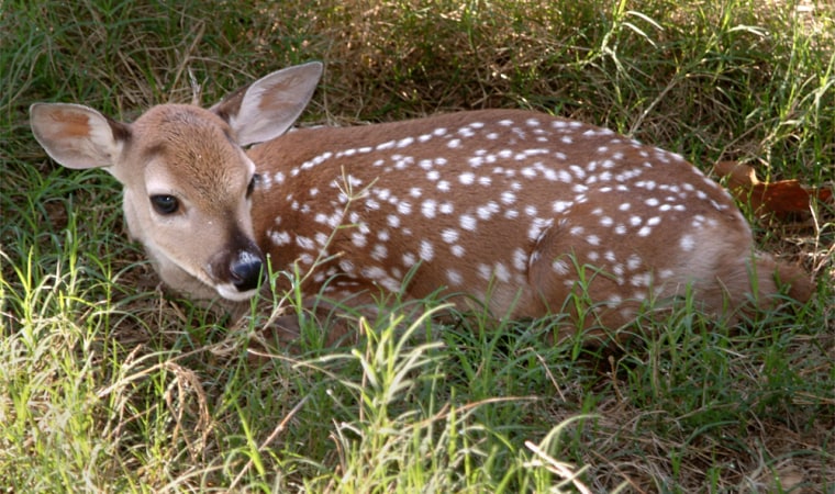 The cloned deer, named Dewey, was born in May to a surrogate mother. It took several months to confirm that the deer was a genetic copy of the donor cells, which were taken from a dead buck.