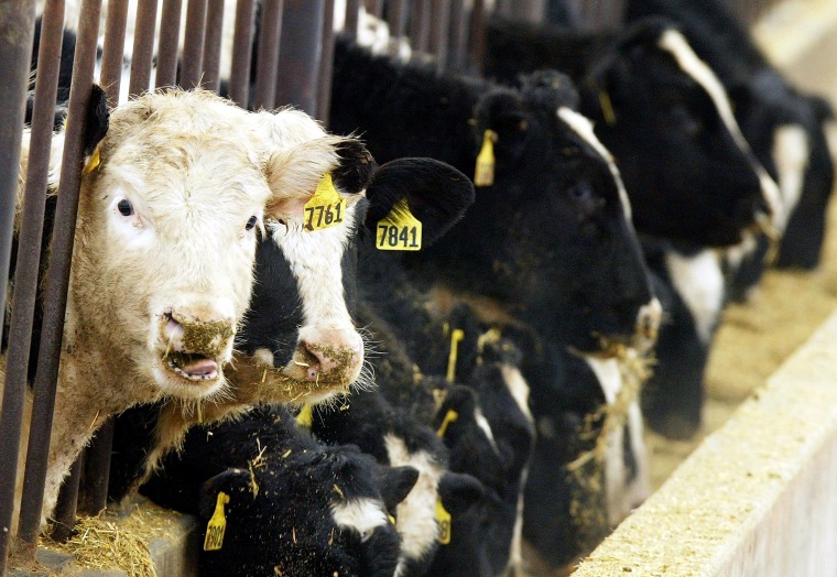 First Case Of Mad Cow Disease Confirmed In Washington State