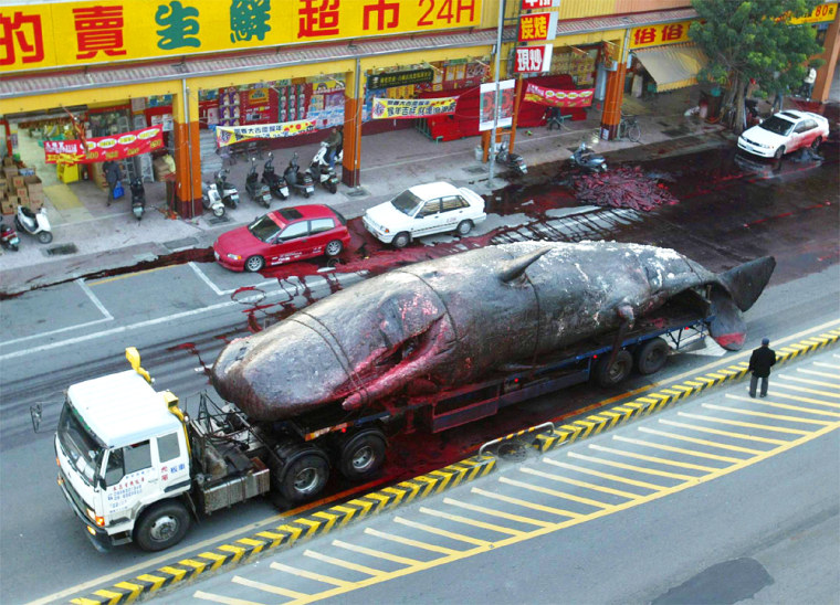 TRUCK CARRIES THE CORPSE OF A 17-METER SPERM WHALE IN TAINAN