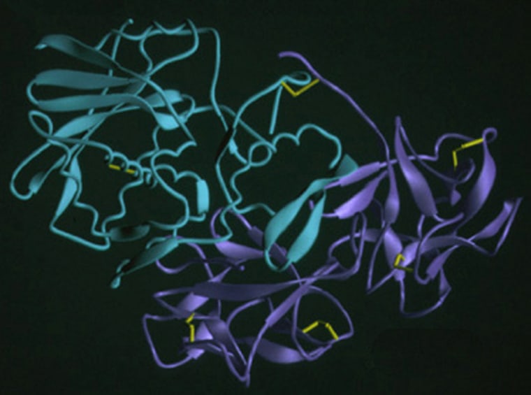 This diagram shows the structure of the ricin protein, which has two linked chains of molecules. Green indicates the ricin A chain, and blue indicates the ricin B chain.