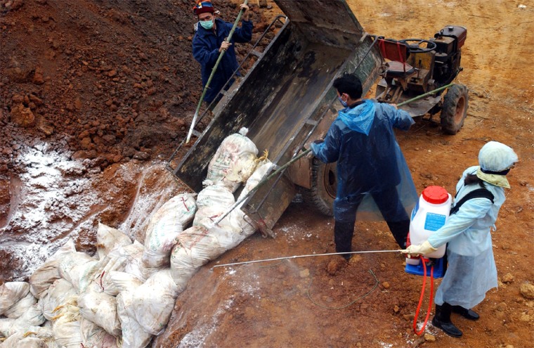 HEALTH WORKERS BURY POULTRY IN VIETNAM'S TOWN OF SON TAY