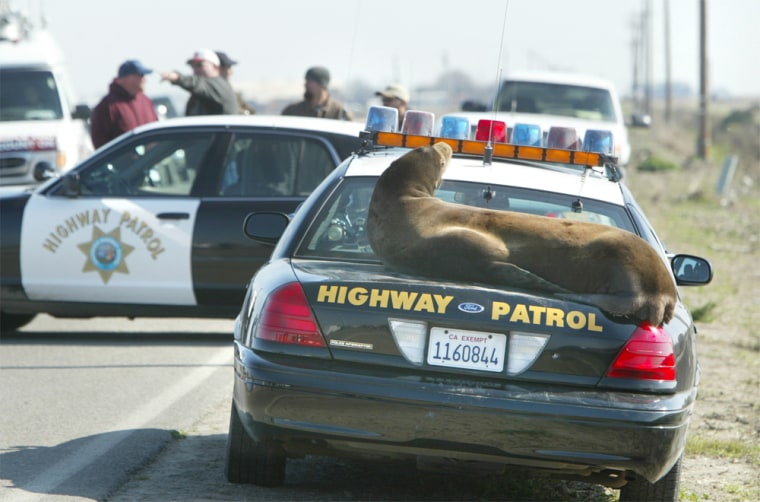 A sea lion basks in the sun on the back of a California Highway Patrol cruiser on Monday on a rural road northeast of the San Joaquin Valley town of Los Banos, Calif. 
