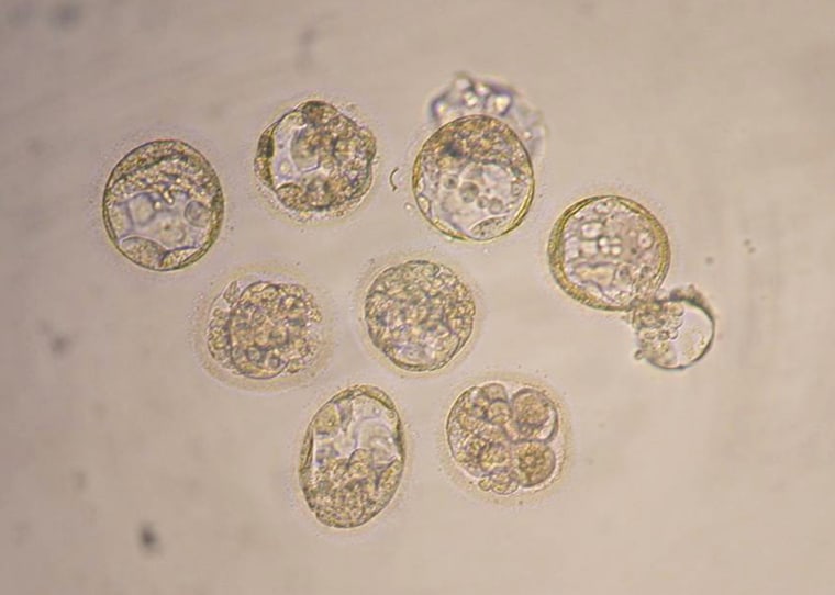 MICROSCOPIC PHOTO OF EIGHT CLONED EMBRYOS DURING EXPERIMENT