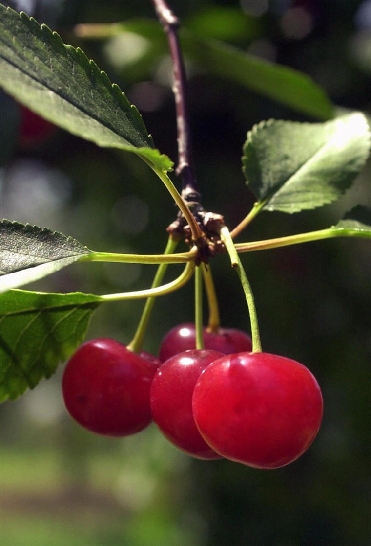 Cherries contain natural substances that seem to fight cancer and are a significant source of fiber and potassium.