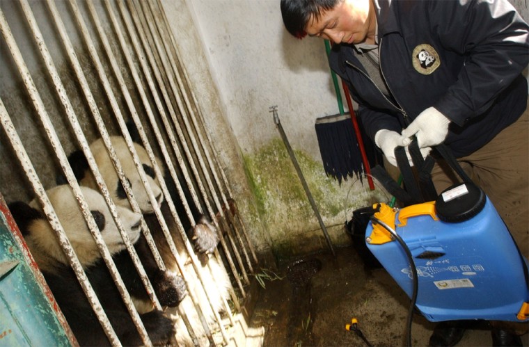 GIANT PANDAS WATCH WORKER SPRAY DISINFECTANT AGAINST SARS AT SICHUAN RESEARCH STATION