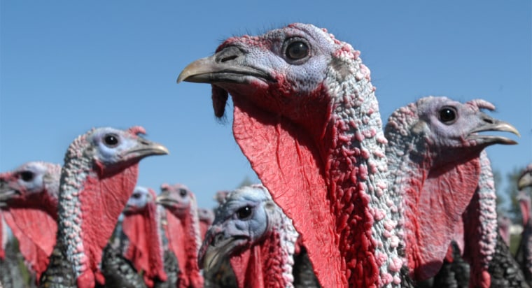 Huesby's bronze turkeys provide
