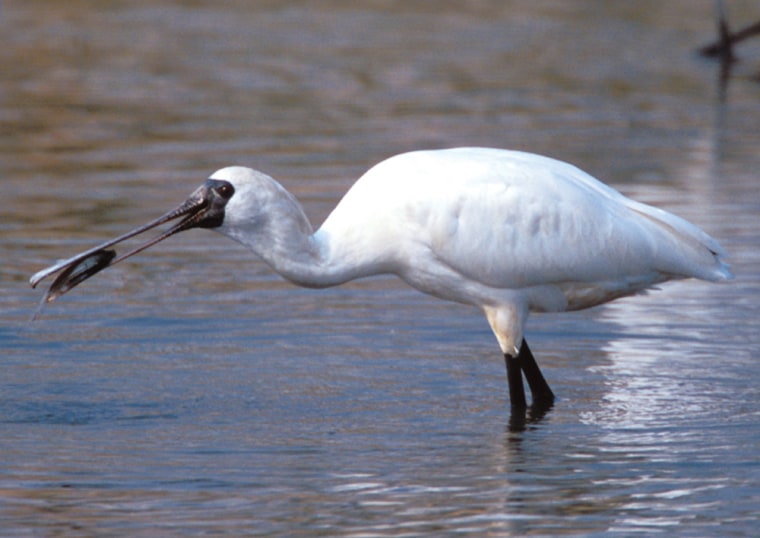 Protection of a network of sites in eastern Asia has helped the recovery of the Black-faced Spoonbill, from a handful of birds in the 1990s to more than 1,100 individuals today.