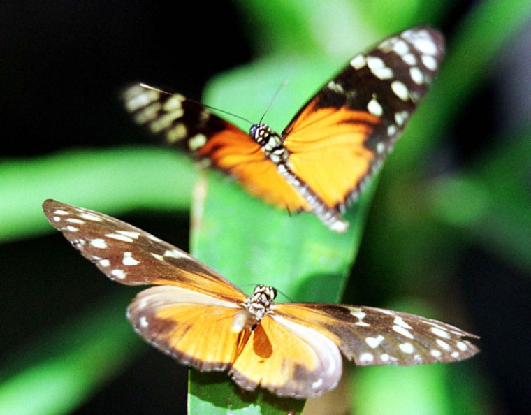 Image: Garden of Butterflies
