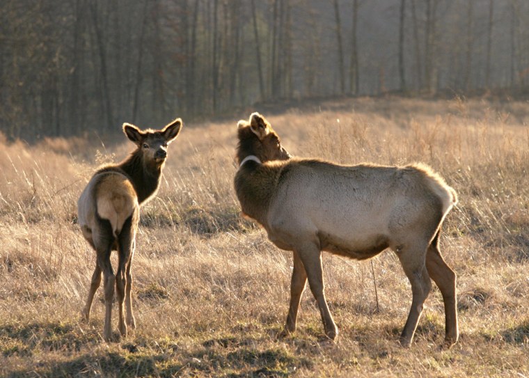 ** ADVANCE FOR WEEKEND, MARCH 4-7 **Female elk stand near a road at the Starfire mine near Hazard, Ky., Jan. 15, 2004. Elk have been reintroduced into eastern Kentucky and the animals appear to be flourishing. Approximately 250 elk live on the strip mine. (AP photo by Shawn Poynter)