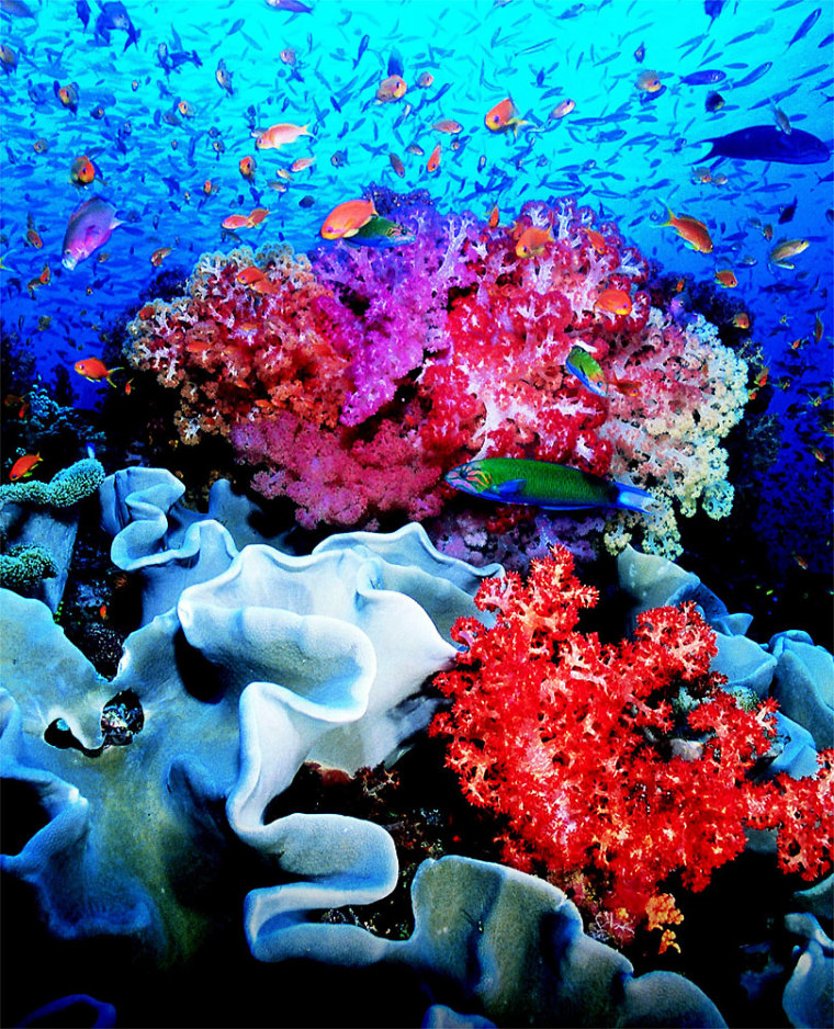 Coral reefs like this one in the South Pacific are fundamental to ocean life yet vulnerable to slight changes in temperature. Research shows they would undergo additional stress should ocean pH levels drop due to carbon dioxide emissions.
