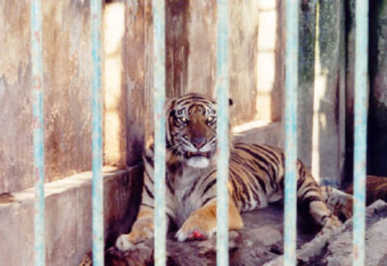 This Sumatran tiger was injured by snares laid by hunters, forcing it to prey on easier-to-catch domesticated animals. As a result, it was later captured and placed in a Sumatran zoo.