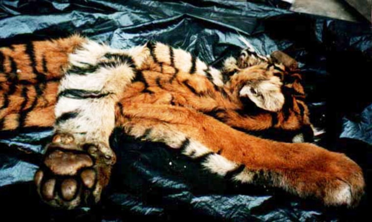 a Sumatran Tiger skin from a dealer in Kerinci