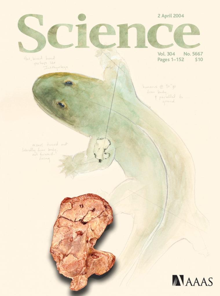 Reconstructing the posture of an extinct animal from isolated bones. The humerus of a Devonian tetrapod, found in Pennsylvania, shows that it could support the front end of its body in a low, wide stance. This posture reflects an intermediate stage in the evolution of amphibian limbs from fish fins.