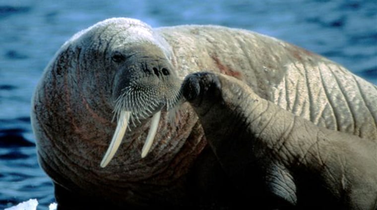 Known for their large tusks and bulky bodies weighing 2,000 pounds or more, walruses are awkward and sluggish on land but surprisingly agile in the water.