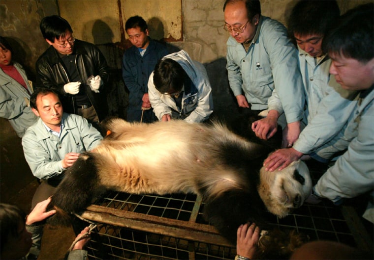 BEIJING ZOO EXPERTS ARTIFICIALLY INSEMINATE GIANT PANDA