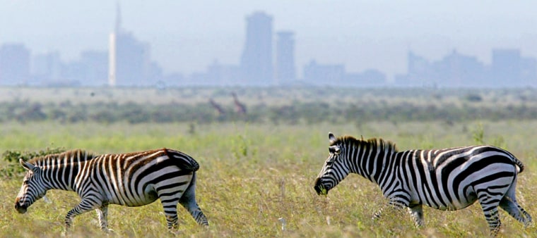 Zebra's graze in the Nairobi National Park with Nairobi's skyline in the background.
