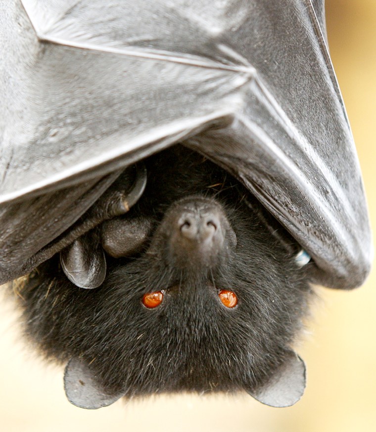 One of the world’s rarest fruit bats, the Comoro black flying fox from the Comoros Islands in the Indian Ocean, is among the endangered species with no protection, a new study found