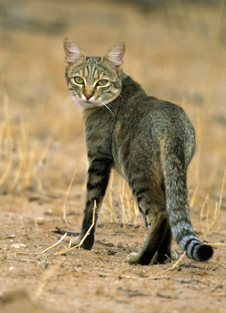Some of the earliest tame cats may have resembled this African wildcat, Felis silvestris lybica. It has some key similarities to the 9,500-year-old cat skeleton discovered in a human burial on Cyprus.