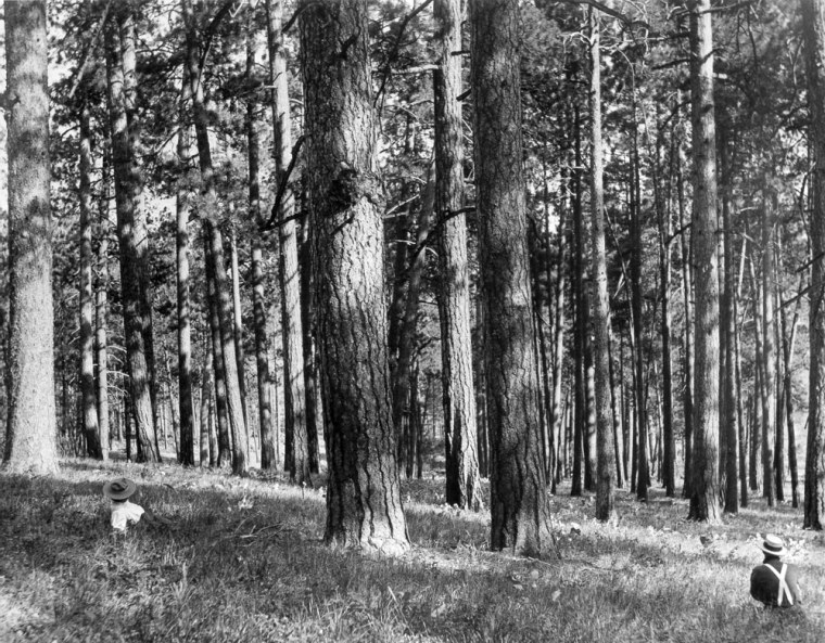 ** ADVANCE FOR WEEKEND OF APRIL 10-11 **   This 1909 photograph is from the same forest southwest of Hamilton, Mont., featured in a series of photos in a January 2004 U.S. Forest Service brochure urging more logging in the Sierra Nevada. This photo was not included in the brochure but apparently was taken before a post-logging photo also dated 1909, which is the lead photo in the brochure series. The pre-logging photo here was on the cover of a 1995 Forest Service research paper, ``Age-Class Structure of Old-Growth Ponderosa Pine/Douglas-Fir Stands and Its Relationship to Fire History.'' The Forest Service caption says it is an old-growth ponderosa pine stand on a dry site at Lick Creek, Bitterroot National Forest. The agency said this photo was takenin 1909 \"immediately before partial cutting.''  (AP Photo/The U.S. Forest Service, File)