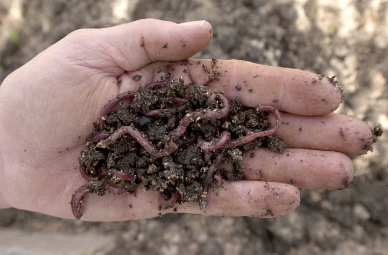 ** ADVANCE FOR MONDAY, APRIL 12 ** Skip Glover holds a handful of worms used for fertilizer on the family's organic farm in Douglasville, Ga., March 26, 2004. The Glover Family Farm grows all natural vegetable and flowers, and are members of Slow Food USA's Atlanta chapter. (AP Photo/Erik S. Lesser)