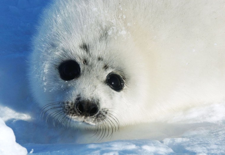 Largest Canadian Seal Hunt In Decades Begins