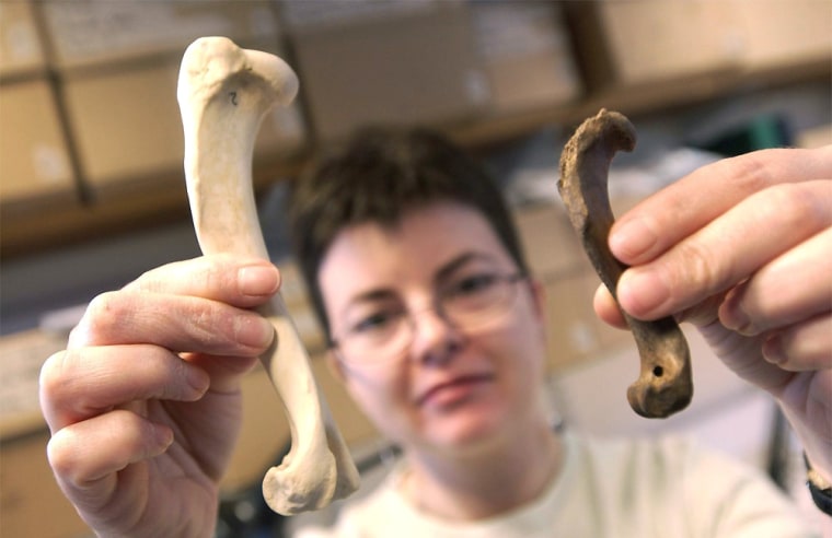 Adrienne Powell examines bones which could be from the first royal corgi, in this photo made available in London, Wednesday.