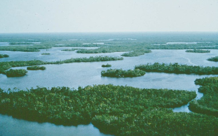 Image: Mangrove Islands at Everglades National Park