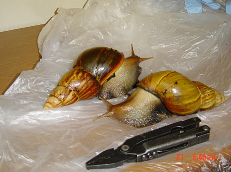 Two Giant African Land Snails rest on a table in the U.S. Department of Agriculture's Milwaukee office on Wednesday.