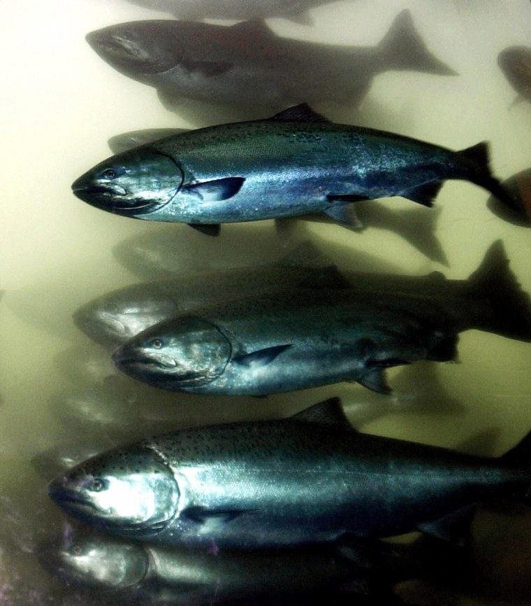 Salmon, averaging 2 to 3 feet long, pass through the fish ladder at Bonneville Dam in North Bonneville, Wash., in April 2001.