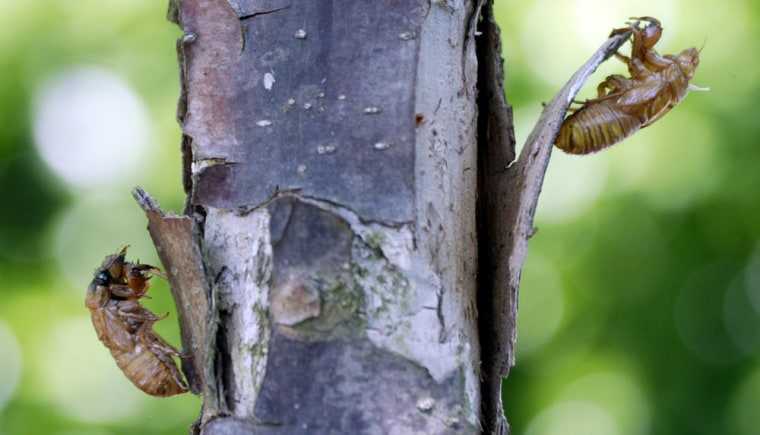 Cicadas emerge, leaving empty shells hanging on a tree branch.