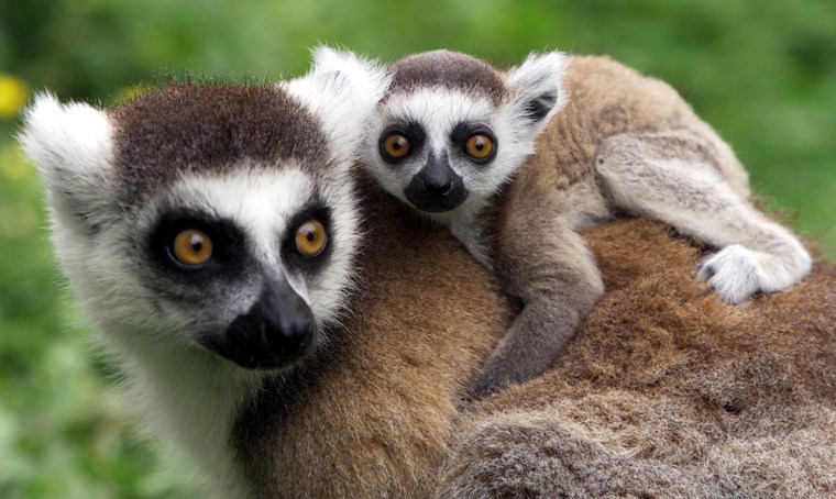 A RING TAILED LEMUR FROM MADAGASCAR AND HER BABY AT AUCKLAND ZOO