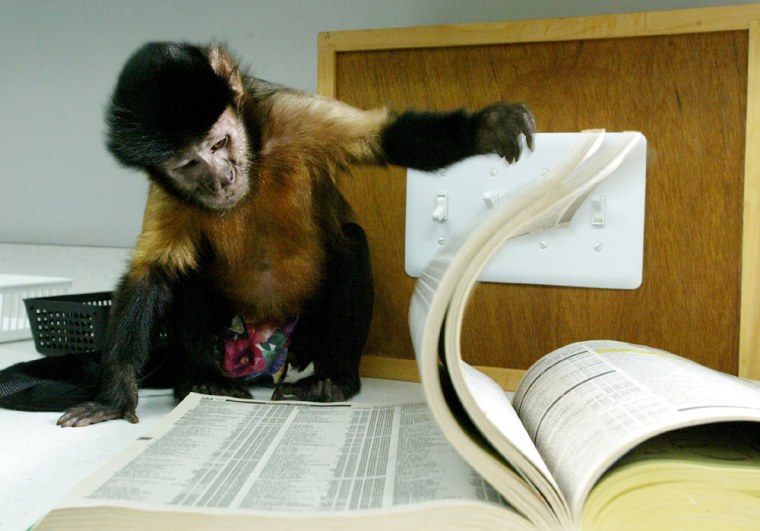 MONKEY TURNS THE PAGES OF A PHONE BOOK AT MONKEY COLLEGE IN BOSTON