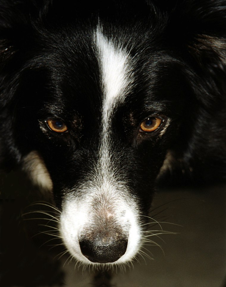 The intense gaze of a border collie, known as "eye," is part of the breed's herding behavior.  A genetic classification system for dog breeds may allow researchers to identify the genes that underlie such behaviors. This border collie is Tess, owned by genetics researcher  Elaine Ostrander of the Fred Hutchinson Cancer Research Center and the University of Washington in Seattle.